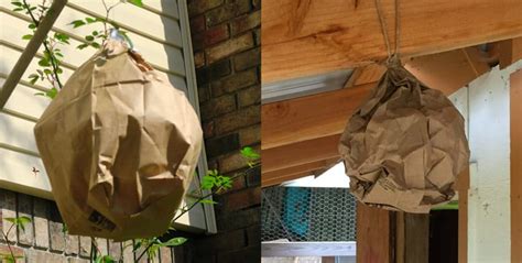 brown paper bag fake hornets nest|wasp nest bag.